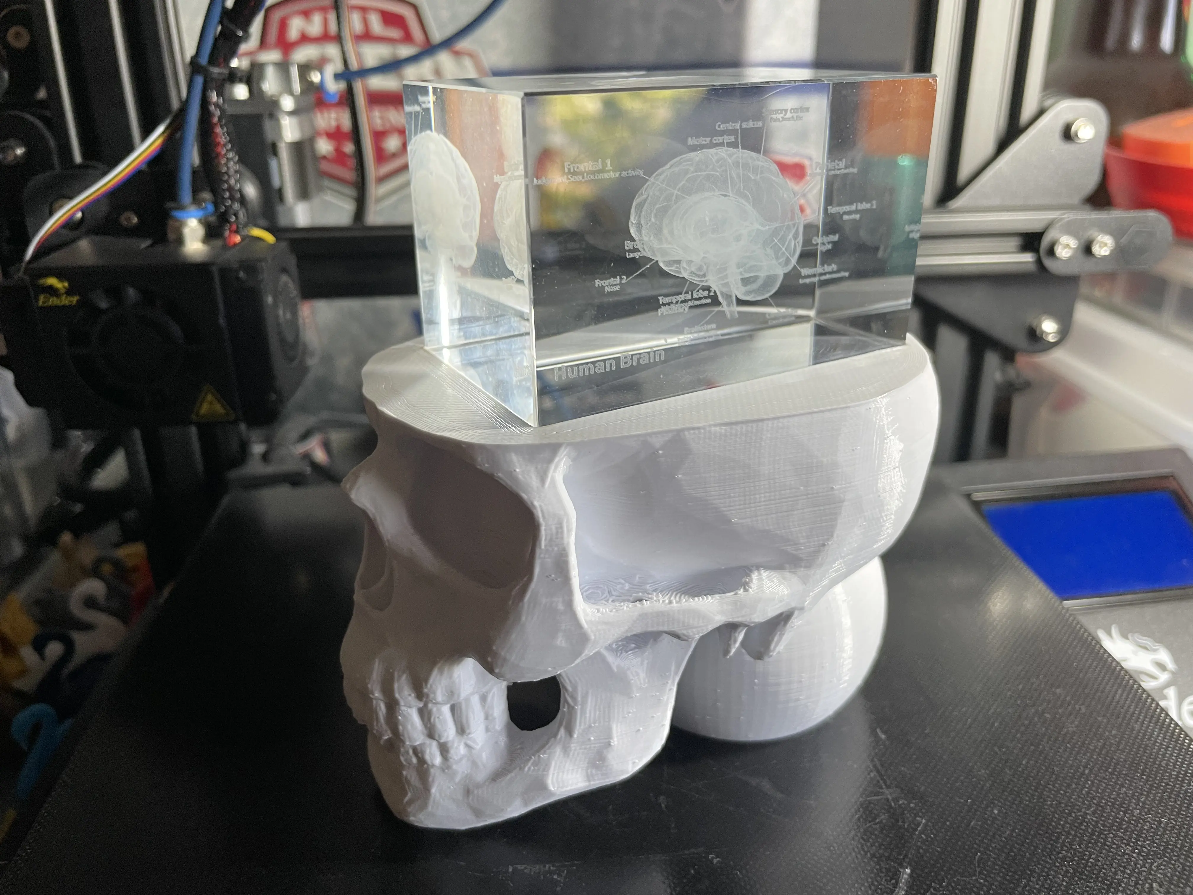 A glass cube with a laser etched brain model sitting on top of a custom 3D printed skull base in which the brain is in position of where it would be relative to the skull