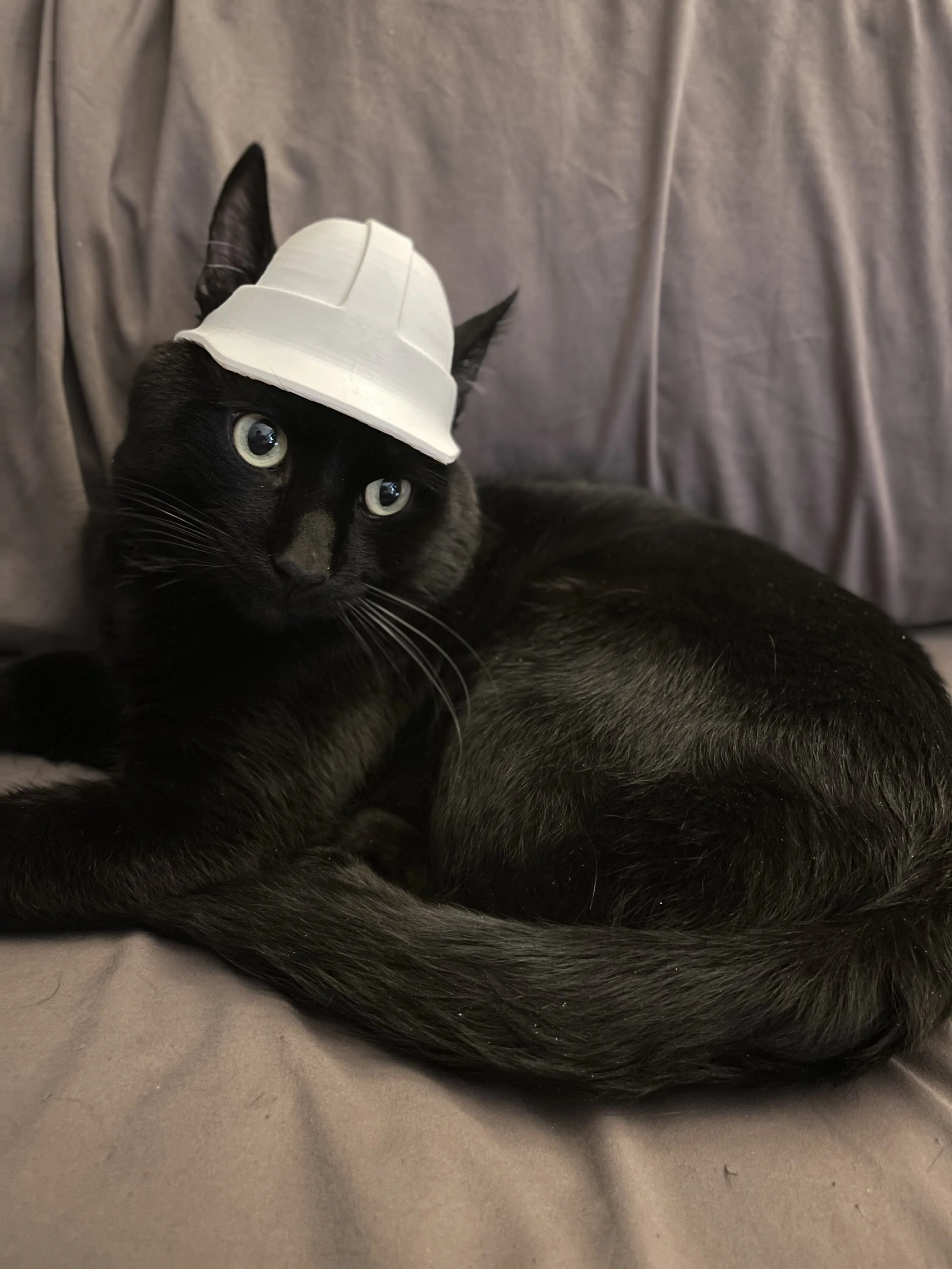 A black cat wearing a white, 3D printed, construction hat.