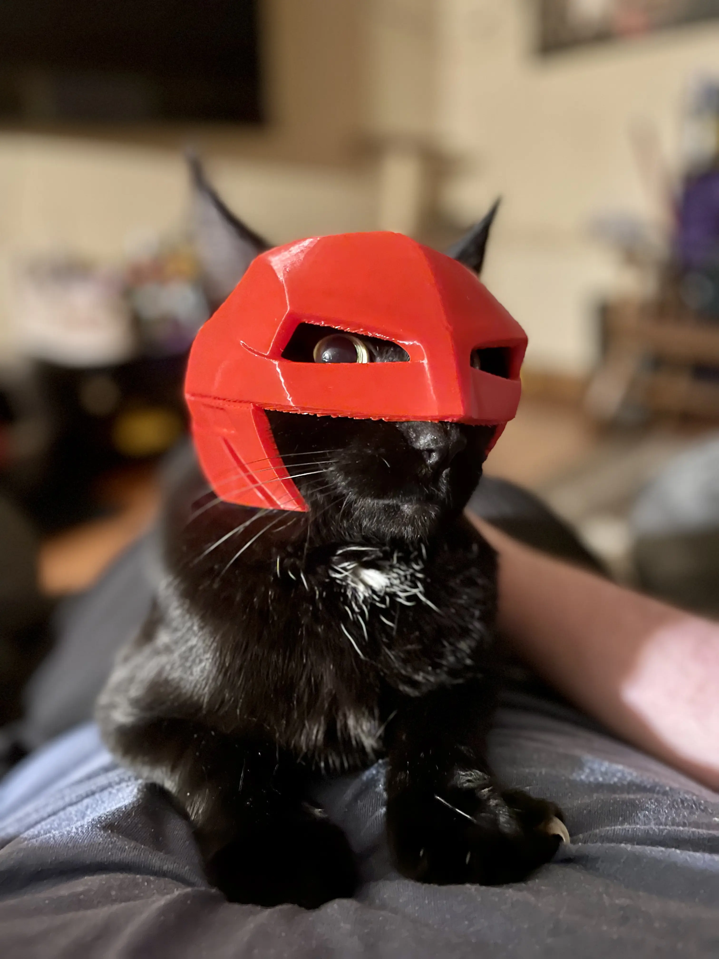 A black cat wearing a red, 3D printed, Batman mask